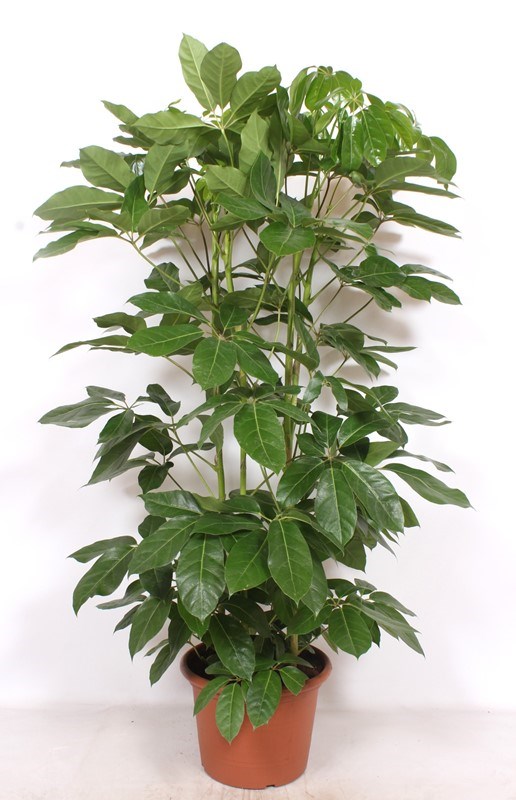Schefflera Amate