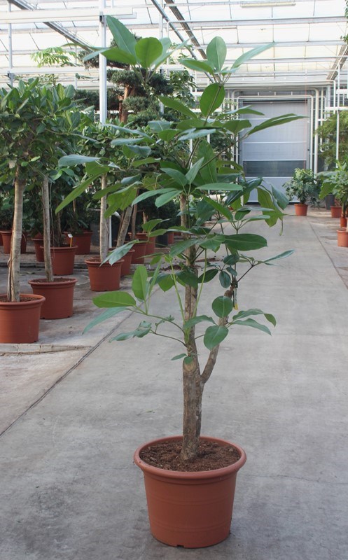 Schefflera Amate