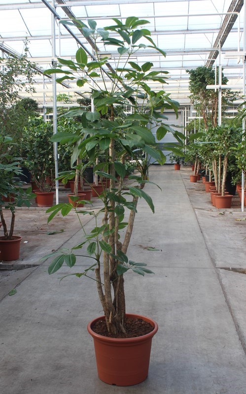 Schefflera Amate