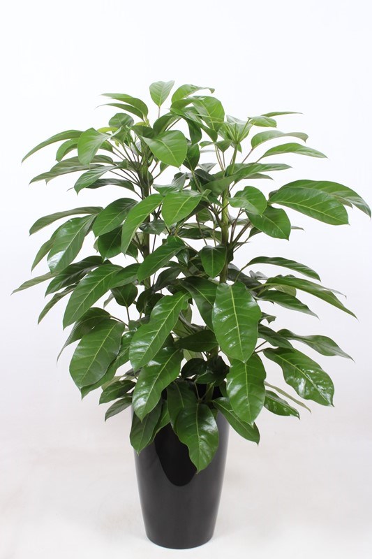 Schefflera Amate