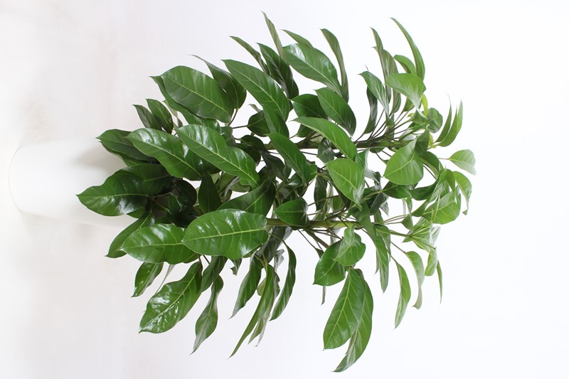 Schefflera Amate