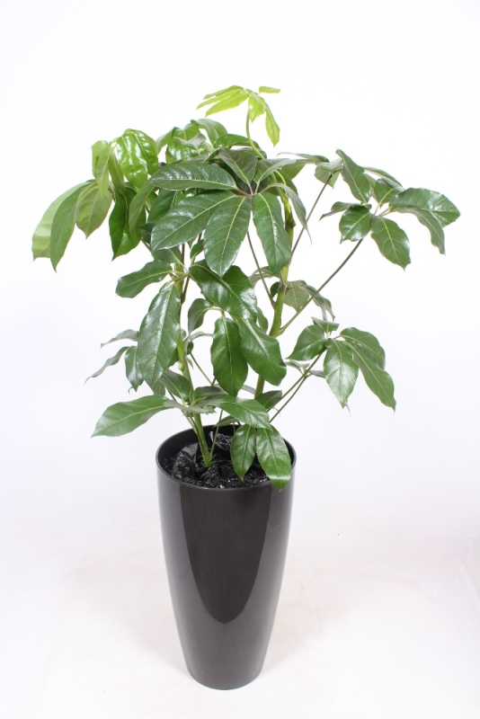 Schefflera Amate