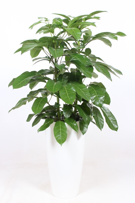 Schefflera Amate