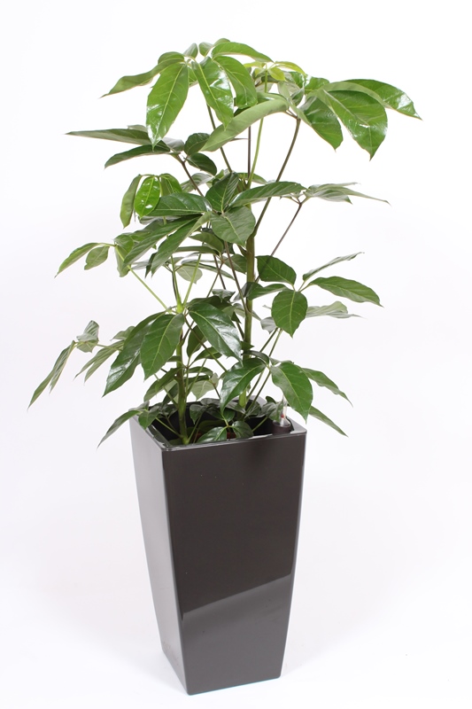 Schefflera Amate