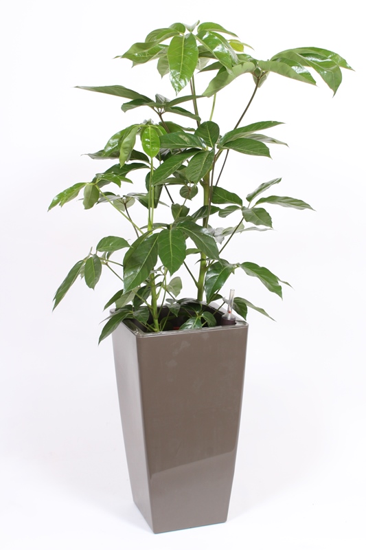 Schefflera Amate