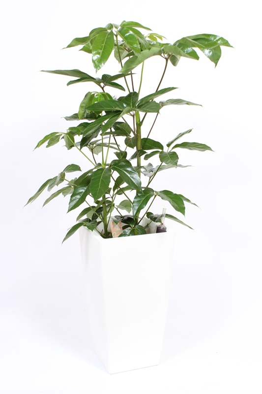 Schefflera Amate