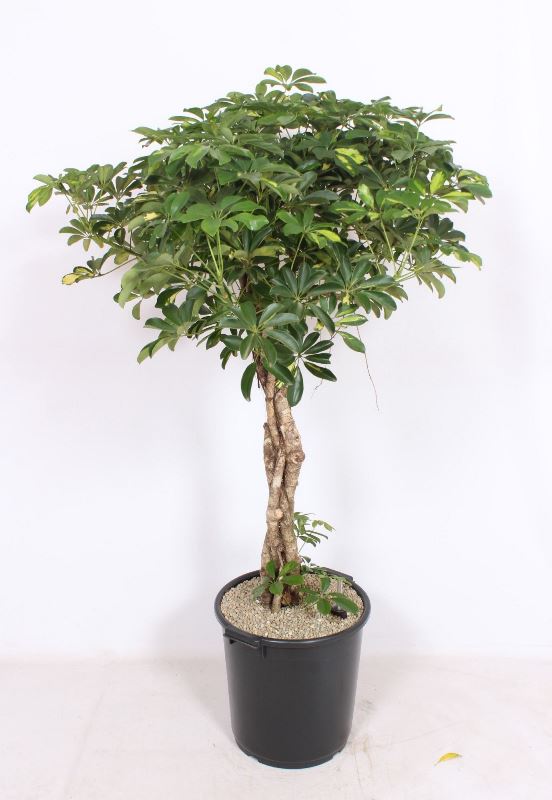 Schefflera arboricola