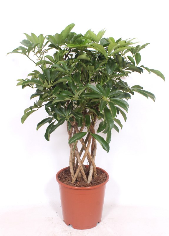 Schefflera Compacta