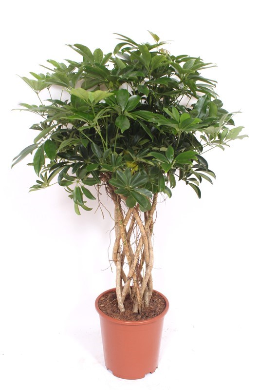Schefflera Compacta