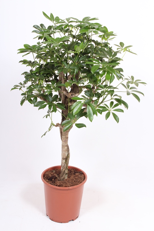 Schefflera Compacta