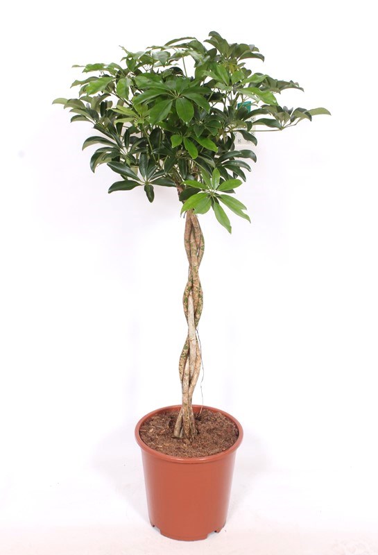 Schefflera Compacta