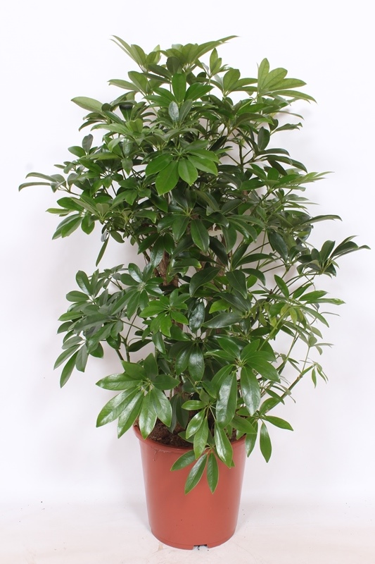 Schefflera Compacta