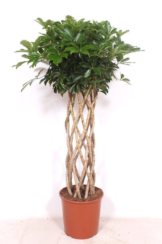 Schefflera Compacta