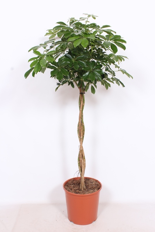 Schefflera Compacta