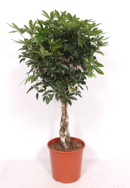 Schefflera Compacta