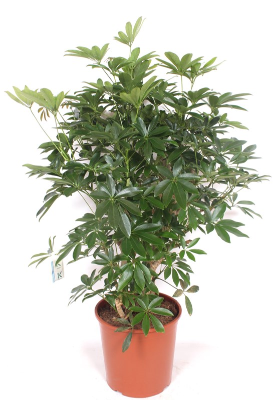Schefflera Compacta