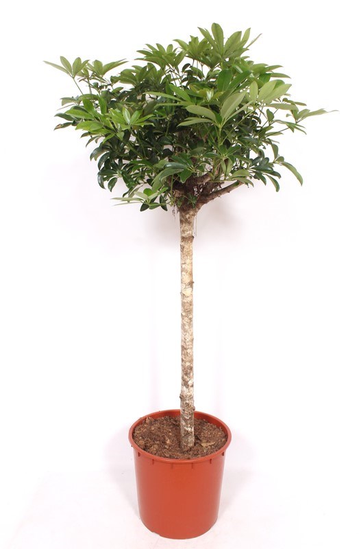 Schefflera Compacta