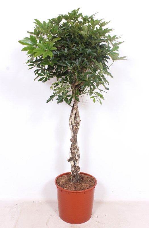 Schefflera Compacta