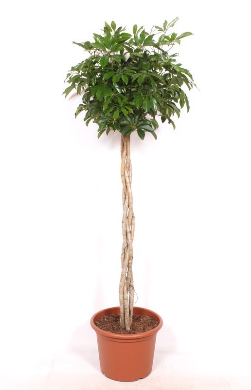 Schefflera Compacta