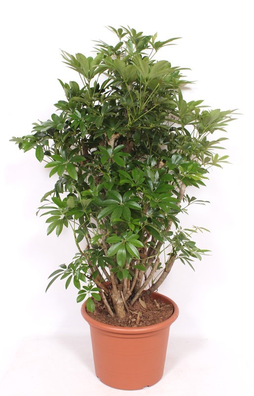 Schefflera Compacta