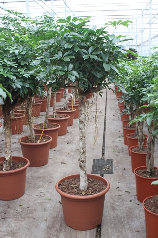 Schefflera Compacta