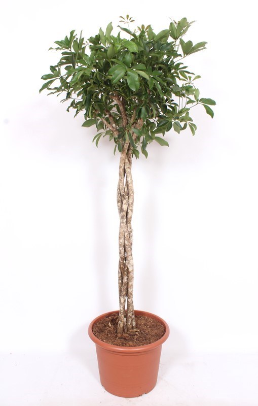 Schefflera Compacta