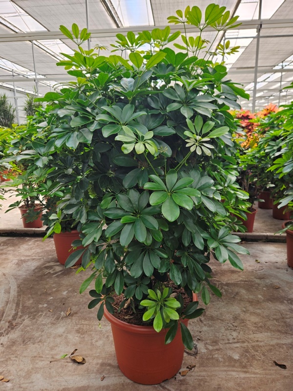 Schefflera Compacta