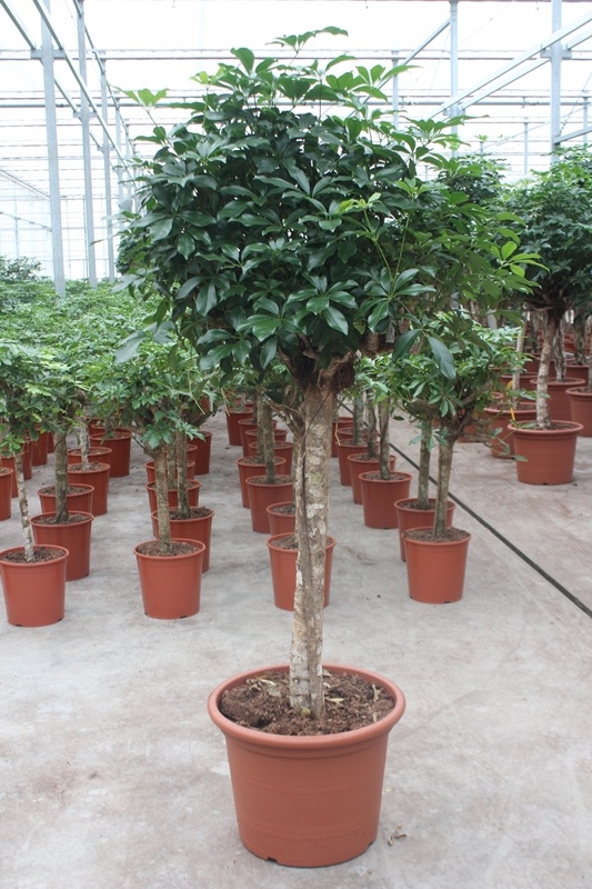 Schefflera Compacta