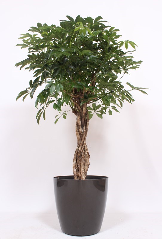 Schefflera Compacta