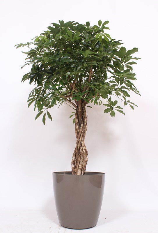 Schefflera Compacta
