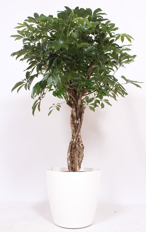 Schefflera Compacta