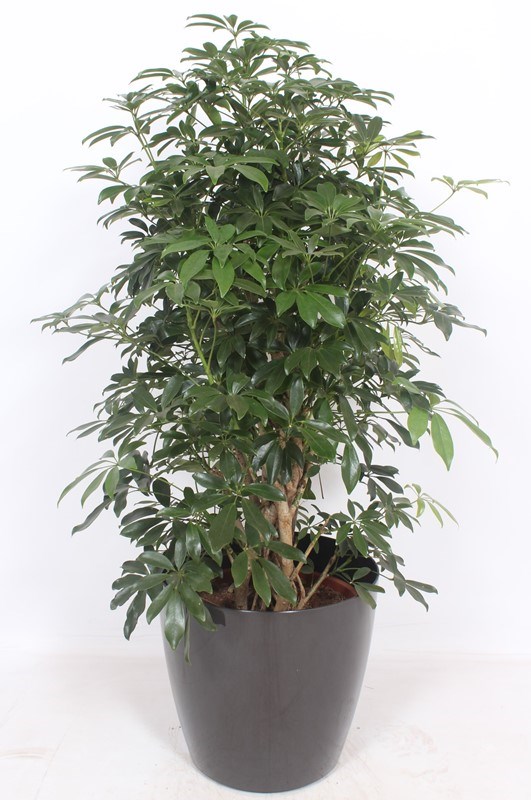 Schefflera Compacta