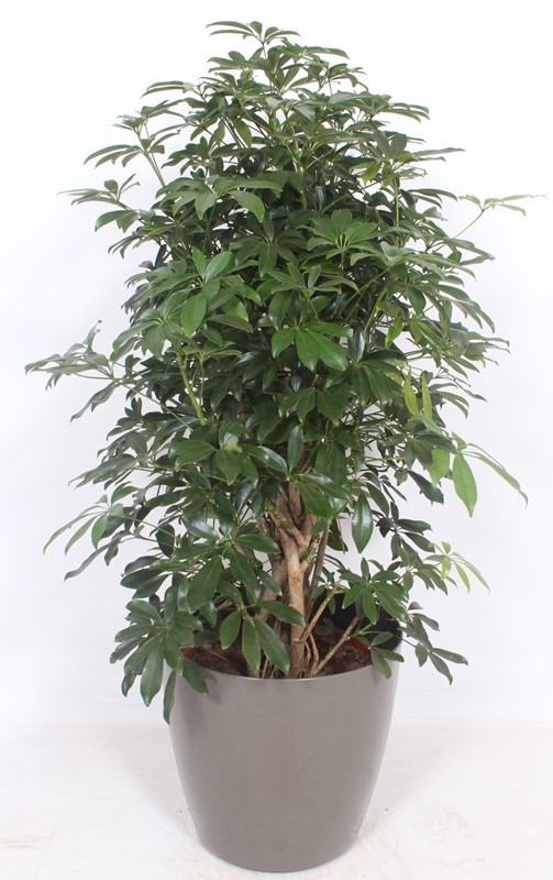 Schefflera Compacta