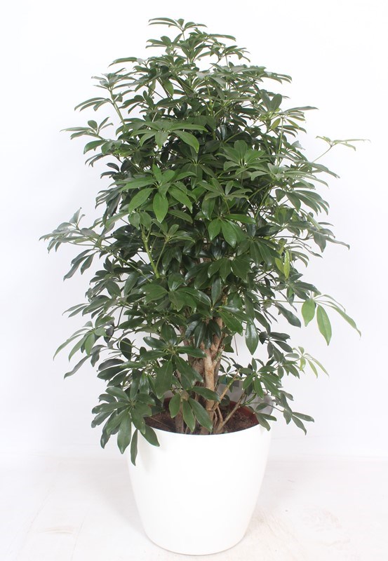 Schefflera Compacta