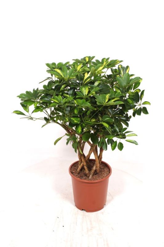 Schefflera Gold Capella