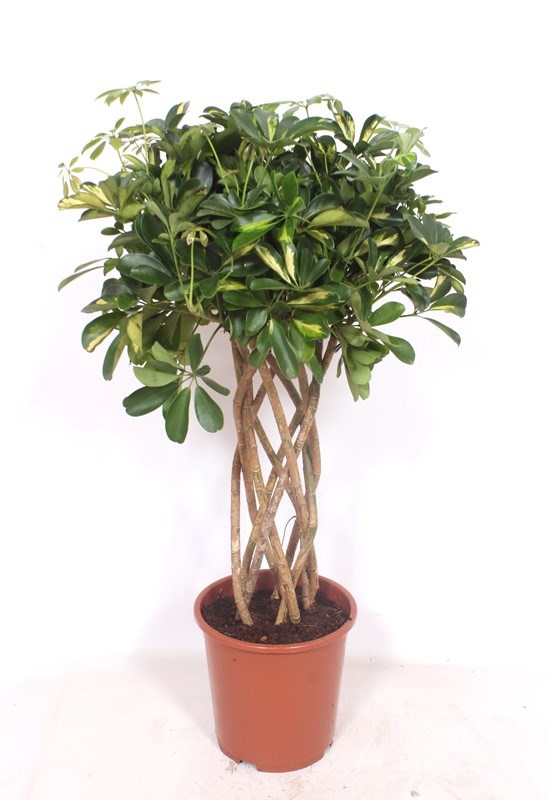 Schefflera Gold Capella