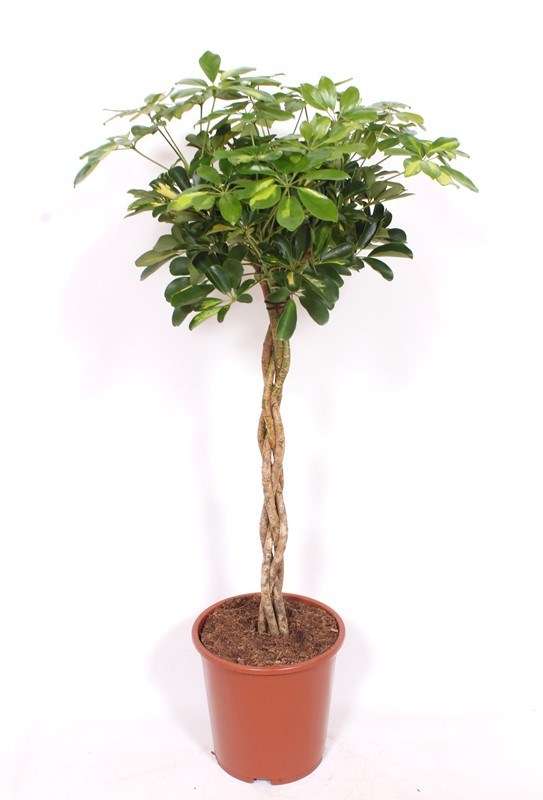 Schefflera Gold Capella