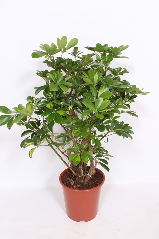 Schefflera Gold Capella