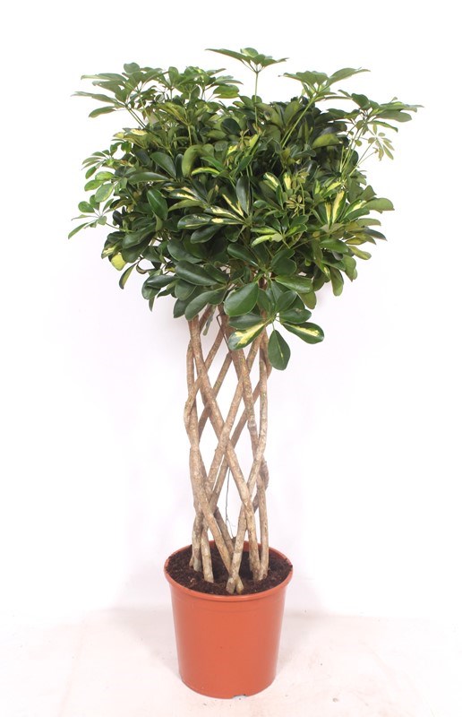 Schefflera Gold Capella