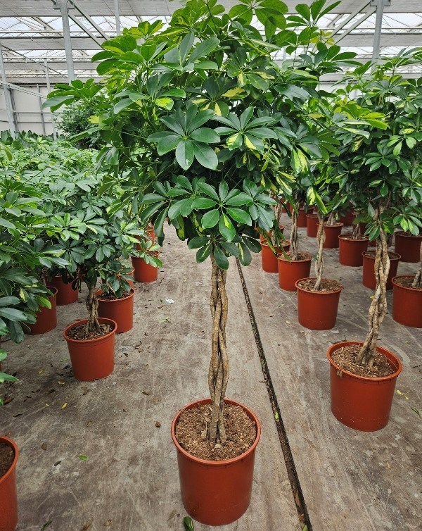 Schefflera Gold Capella