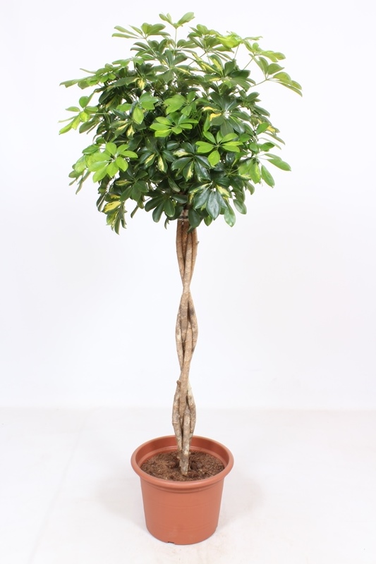 Schefflera Gold Capella