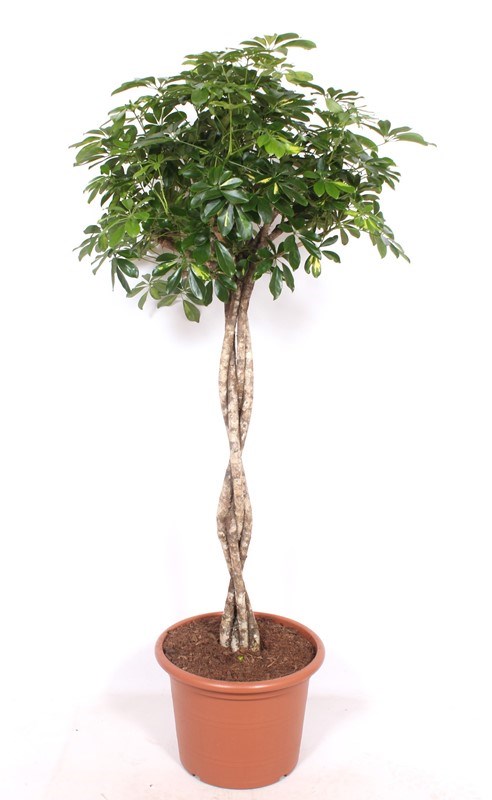 Schefflera Gold Capella