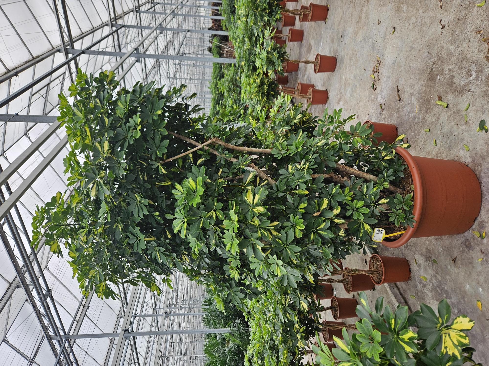 Schefflera Gold Capella