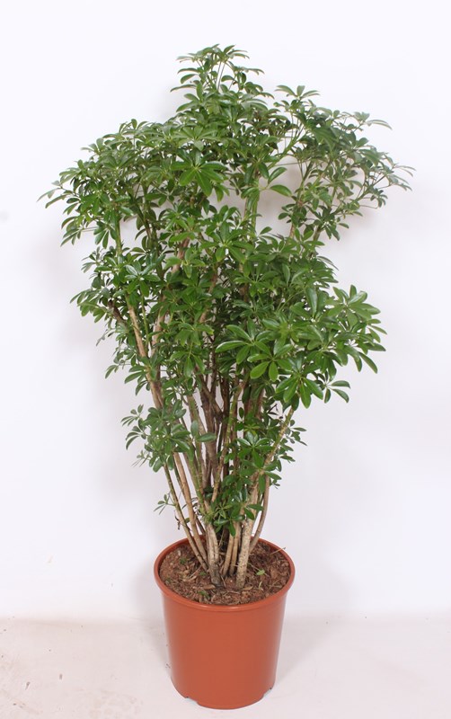 Schefflera Luseana