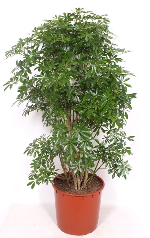 Schefflera Luseana