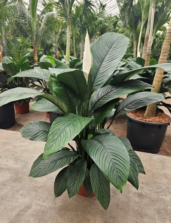 Spathiphyllum Sensation