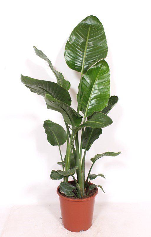Strelitzia nicolai