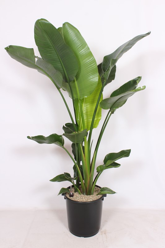 Strelitzia nicolai
