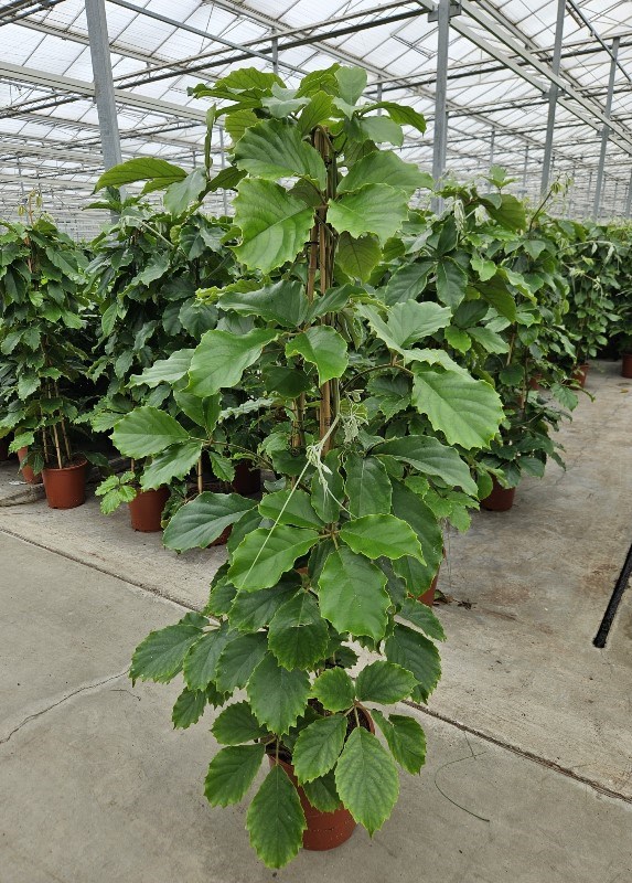 Tetrastigma