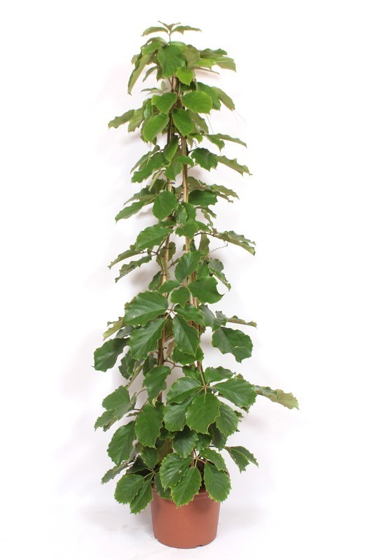 Tetrastigma